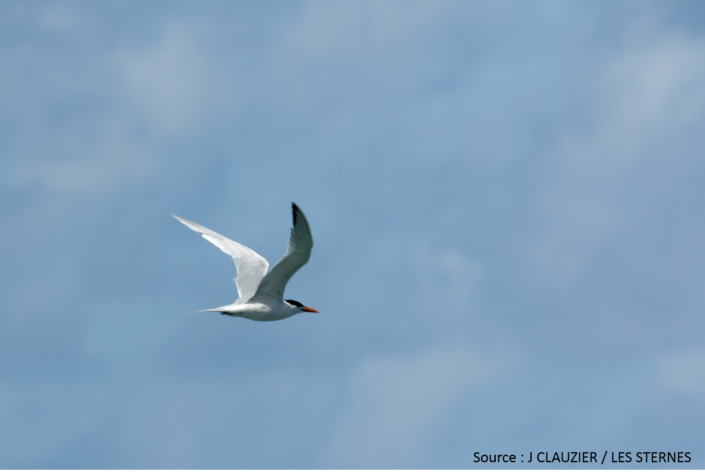 Image1